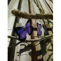 shopinshop hanger vlinders  